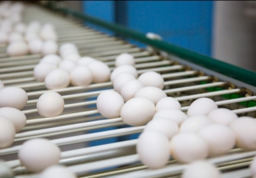 Vaste contracten blok aan het been van eierbrekerijen