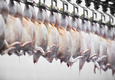 Verhoogd toezicht door de Vlaamse Dienst Dierenwelzijn 
