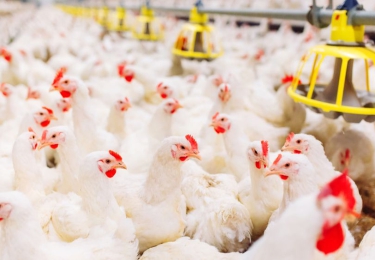 Vermeerderingsbedrijf in Zonnebeke geruimd na vogelgriepbesmetting