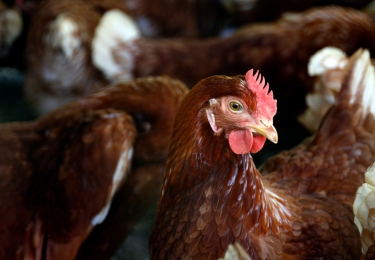 Vlaamse Regering keurt steunmaatregel goed om LPAI H3-getroffen pluimveebedrijven te vergoeden – Steunmaatregel ontoereikend