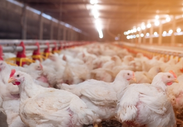 Vlaanderen zal emissiefactor buizenverwarming (P-6.10) vermoedelijk verdubbelen 