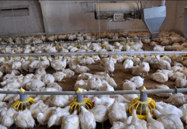 Vleeskuikenbedrijf in Friesland besmet met H5