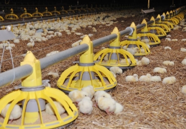 (+) Vleeskuikennotering breekt voor tweede week op rij record