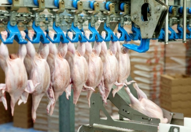 Vleeskuikenslachterij Frisia sluit de deuren