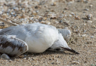 Vogelgriep aan de kust piekt: “2000 dode meeuwen op één dag”