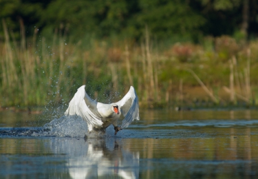 Vogelgriep bij twee wilde zwanen in Kockengen