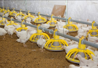 Vogelgriep vastgesteld bij pluimveebedrijf in Den Ham
