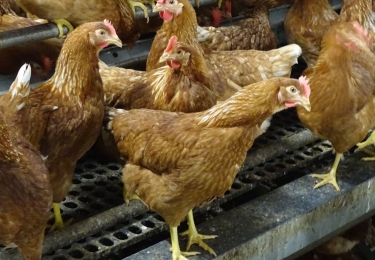 Vogelgriep vastgesteld bij pluimveebedrijf in Vinkeveen