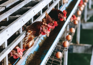 Vogelgriepvirus treft 2 miljoen kippen in Texas 