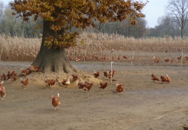 Vogelgriepvirustransmissie via indirect contact bij vrije uitloop