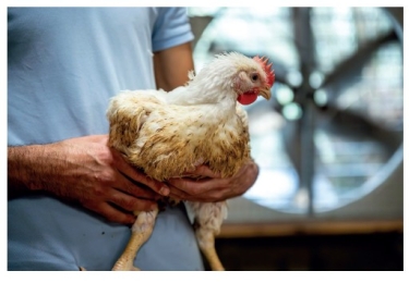 Webinar: Emissiereductie in de pluimveehouderij