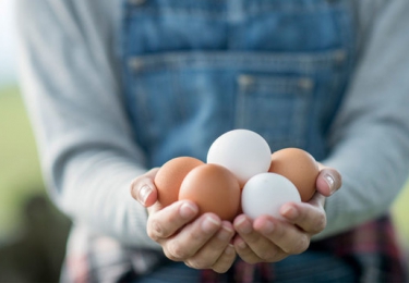 Witte eieren beter dan bruine voor het milieu?
