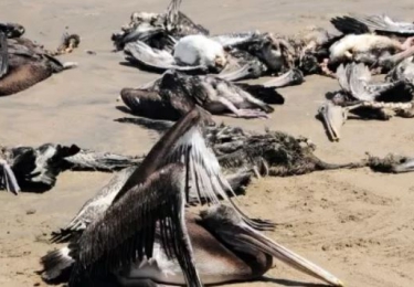 Zuid-Amerika ontsnapt de dans niet - Hoogpathoge vogelgriep teistert nu ook Zuid-Amerika